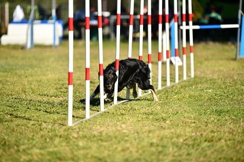 On des Crocs de Provence
