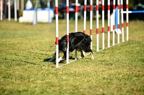 On des Crocs de Provence