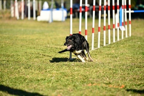 On des Crocs de Provence