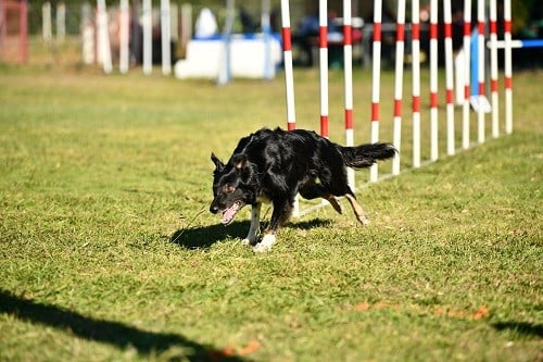 On des Crocs de Provence