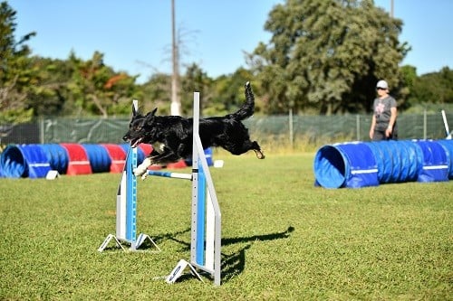 On des Crocs de Provence