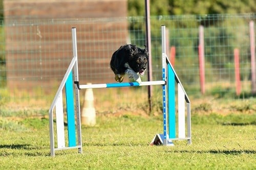 On des Crocs de Provence