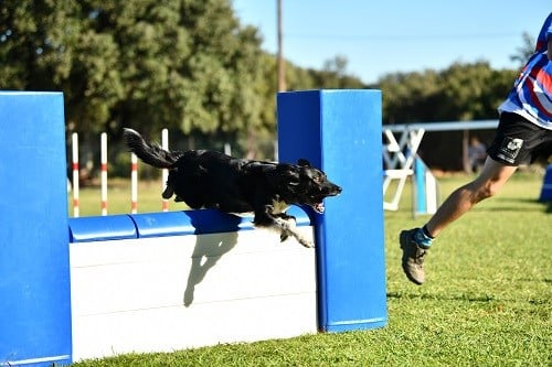 On des Crocs de Provence