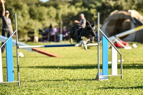 On des Crocs de Provence