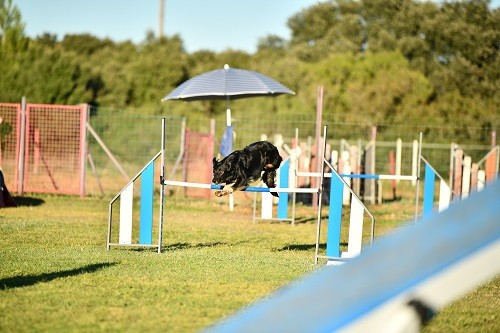 On des Crocs de Provence