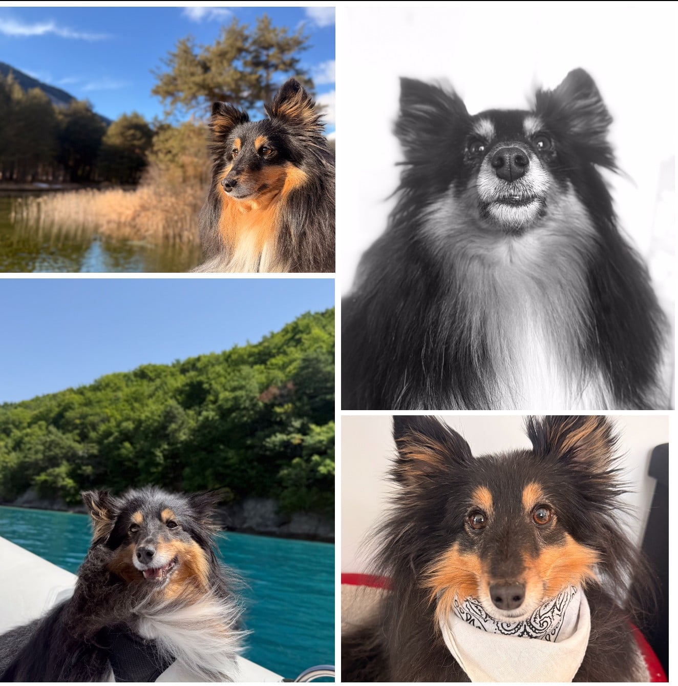 Roxane brune des Crocs de Provence