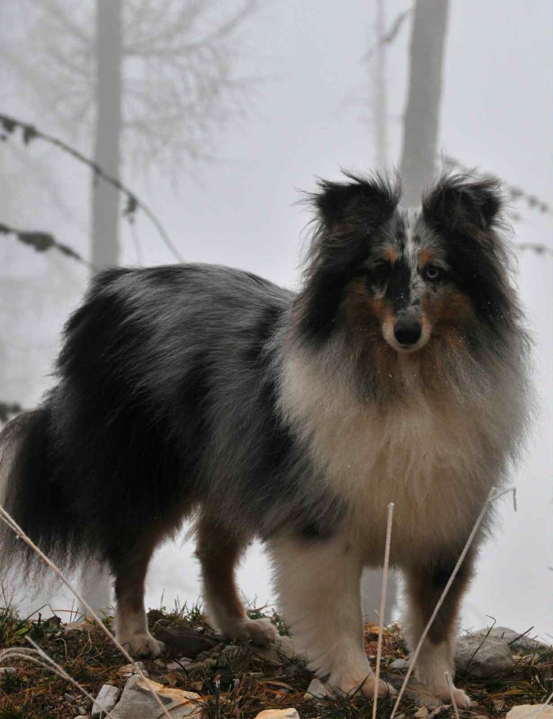 Shiro bleu des Crocs de Provence