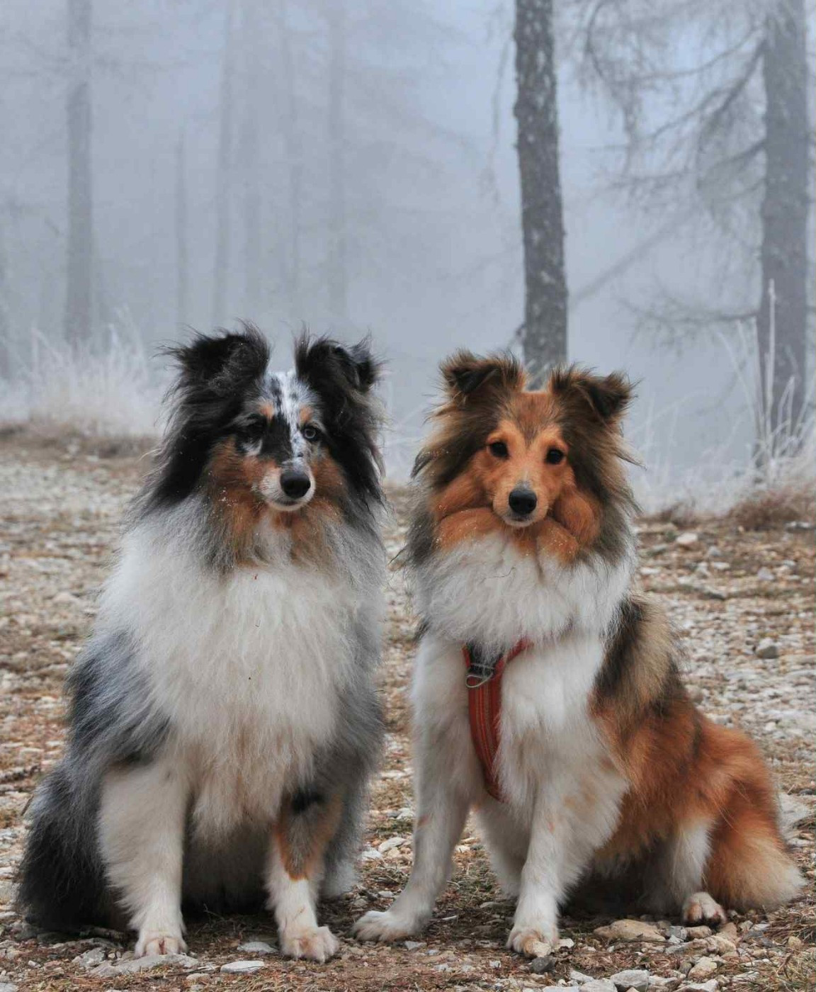 Shiro bleu des Crocs de Provence