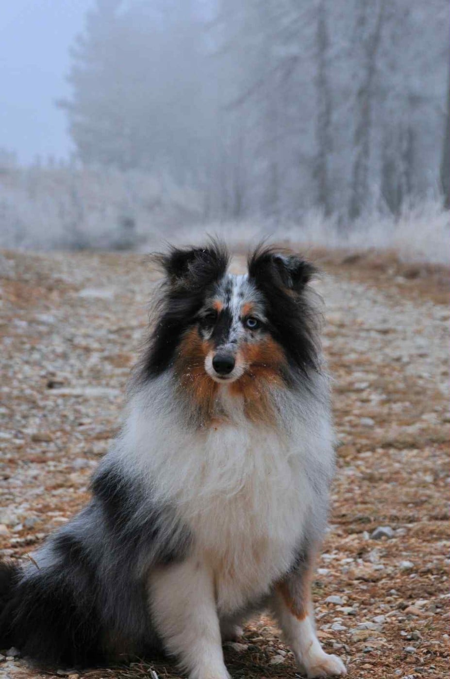 Shiro bleu des Crocs de Provence