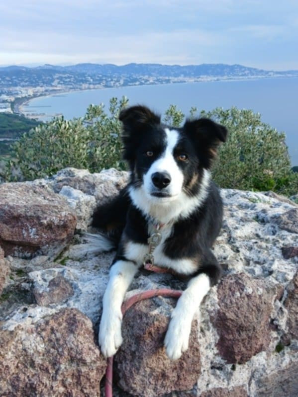 Vaé des Crocs de Provence