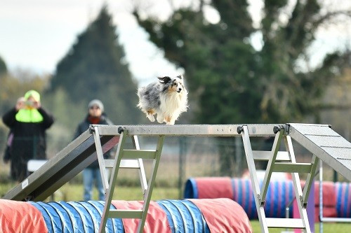 CH. Maenerys khaleesi story la bleue du grain de soleil