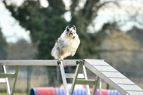 CH. Maenerys khaleesi story la bleue du grain de soleil
