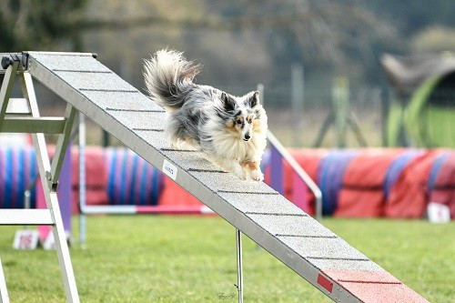 CH. Maenerys khaleesi story la bleue du grain de soleil