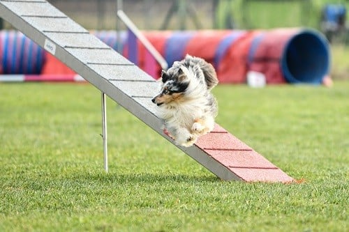 CH. Maenerys khaleesi story la bleue du grain de soleil