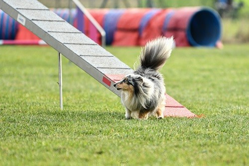 CH. Maenerys khaleesi story la bleue du grain de soleil