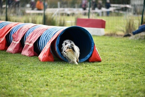 CH. Maenerys khaleesi story la bleue du grain de soleil