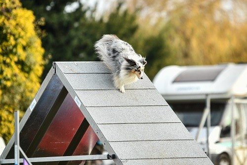 CH. Maenerys khaleesi story la bleue du grain de soleil