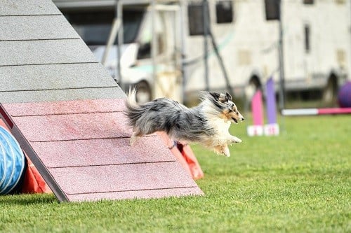 CH. Maenerys khaleesi story la bleue du grain de soleil