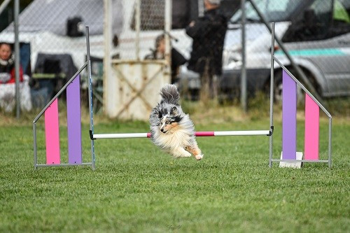 CH. Maenerys khaleesi story la bleue du grain de soleil