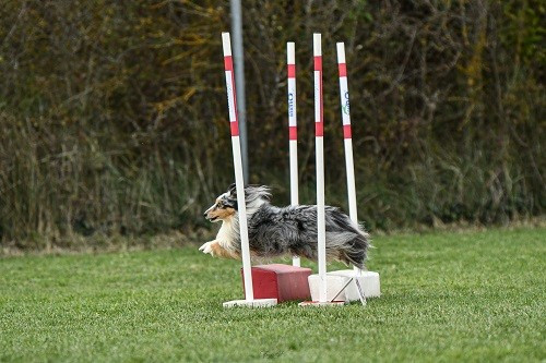 CH. Maenerys khaleesi story la bleue du grain de soleil
