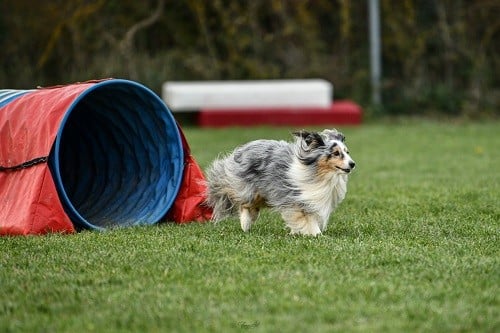 CH. Maenerys khaleesi story la bleue du grain de soleil