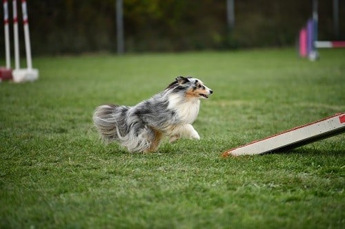 CH. Maenerys khaleesi story la bleue du grain de soleil