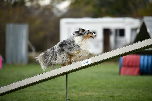 CH. Maenerys khaleesi story la bleue du grain de soleil