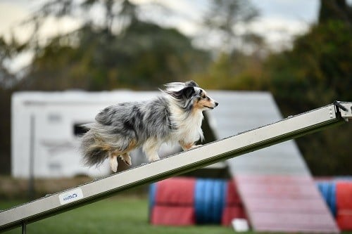 CH. Maenerys khaleesi story la bleue du grain de soleil