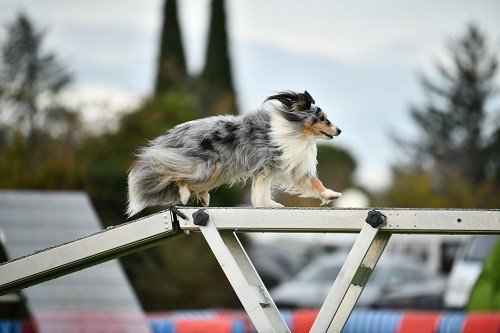 CH. Maenerys khaleesi story la bleue du grain de soleil