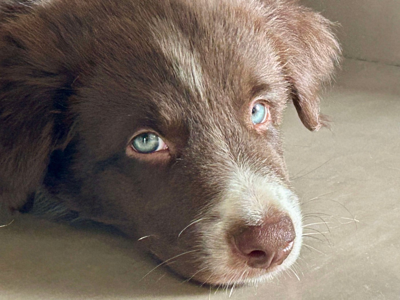 Aïko des Crocs de Provence