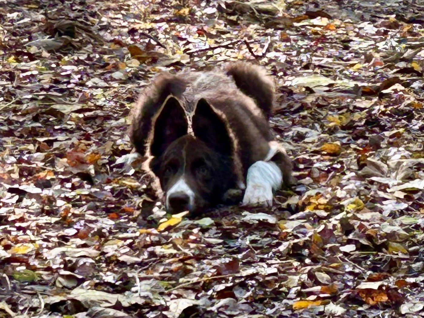 Aïko des Crocs de Provence