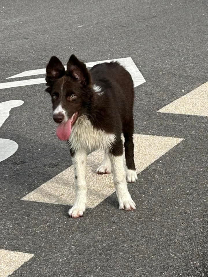 Aïko des Crocs de Provence