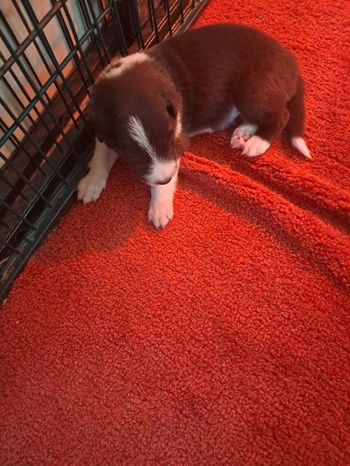 Aïko des Crocs de Provence