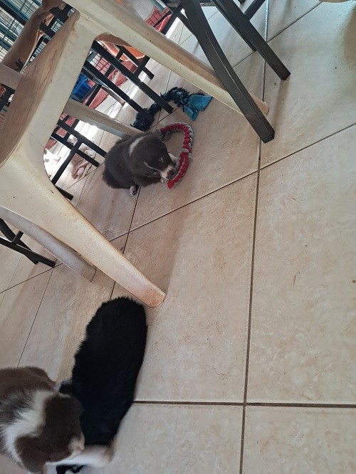 Aïko des Crocs de Provence