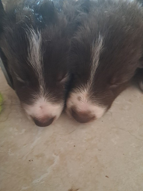 Aïko des Crocs de Provence