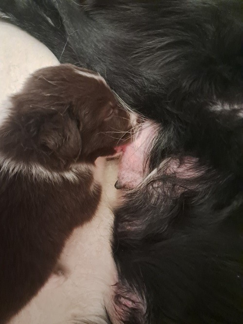 Aïko des Crocs de Provence