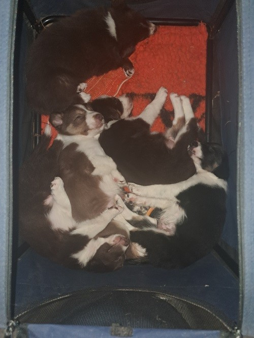 Aïko des Crocs de Provence