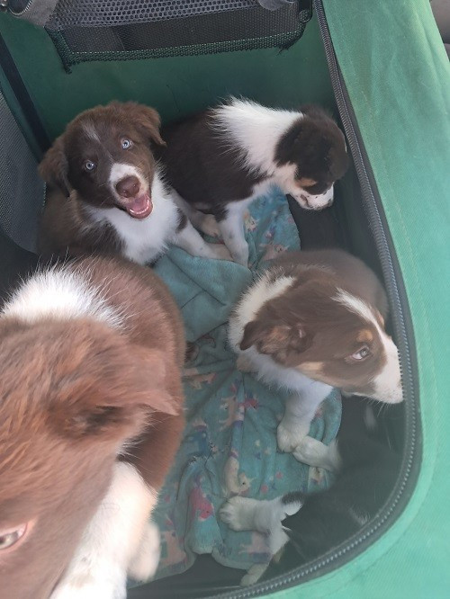 Aïko des Crocs de Provence