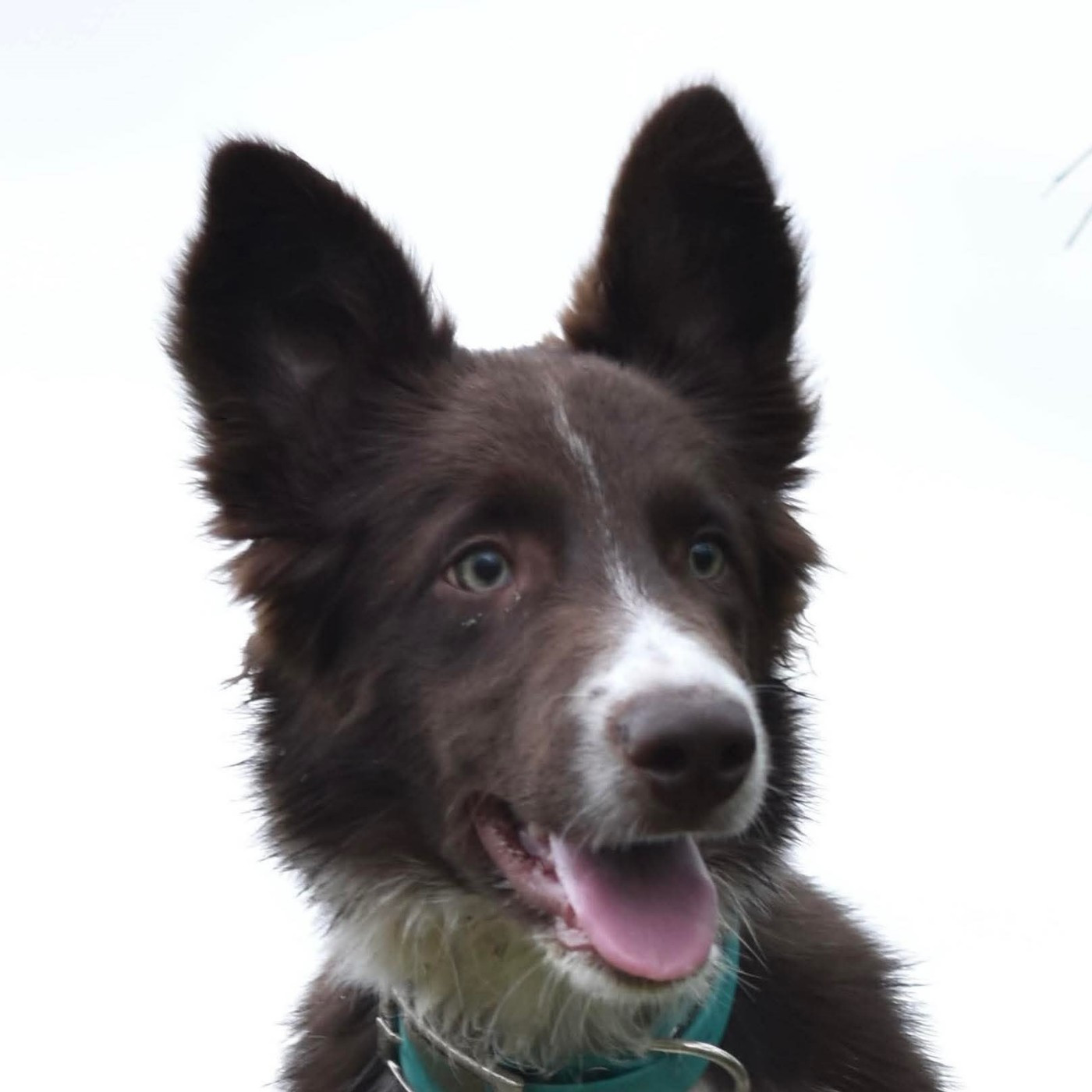 Aïko des Crocs de Provence