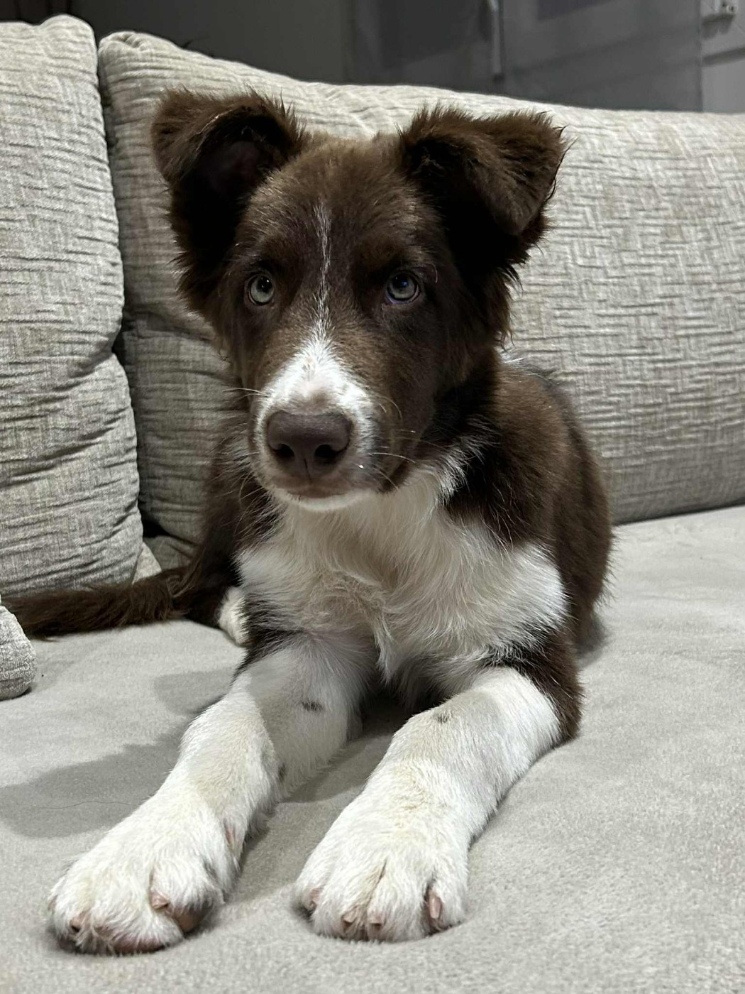 Aïko des Crocs de Provence