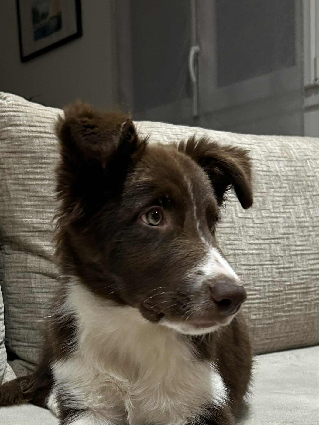 Aïko des Crocs de Provence