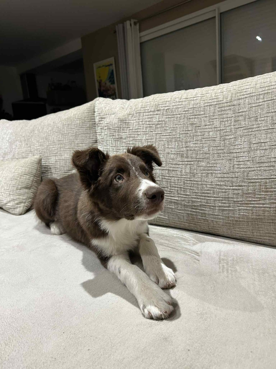 Aïko des Crocs de Provence