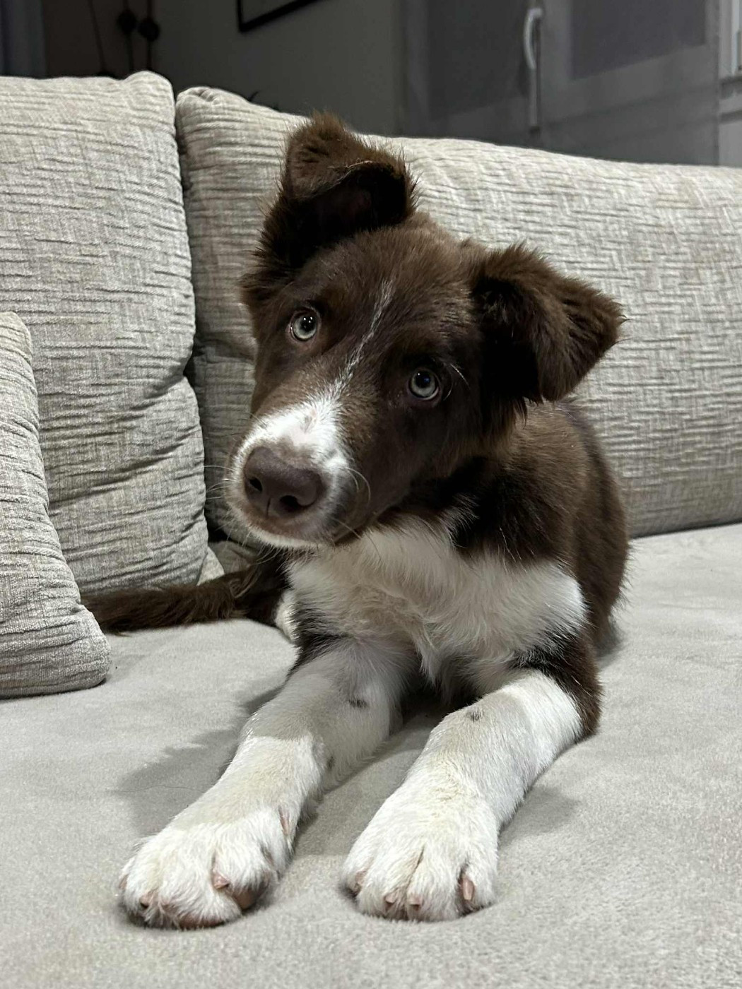 Aïko des Crocs de Provence