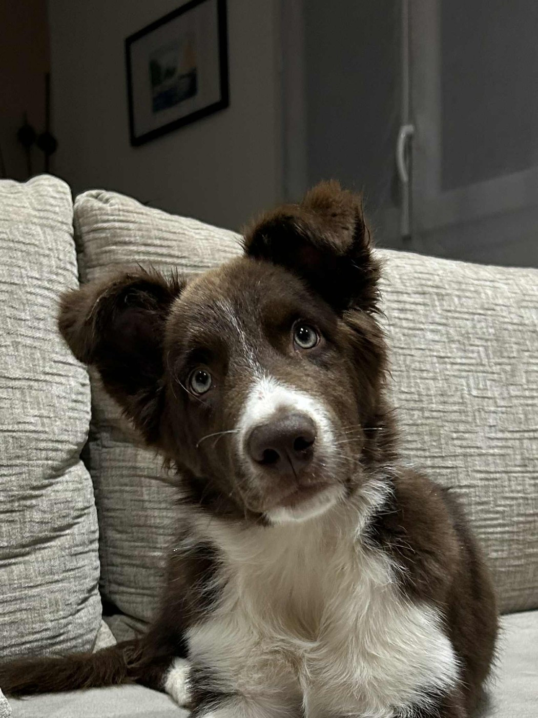 Aïko des Crocs de Provence