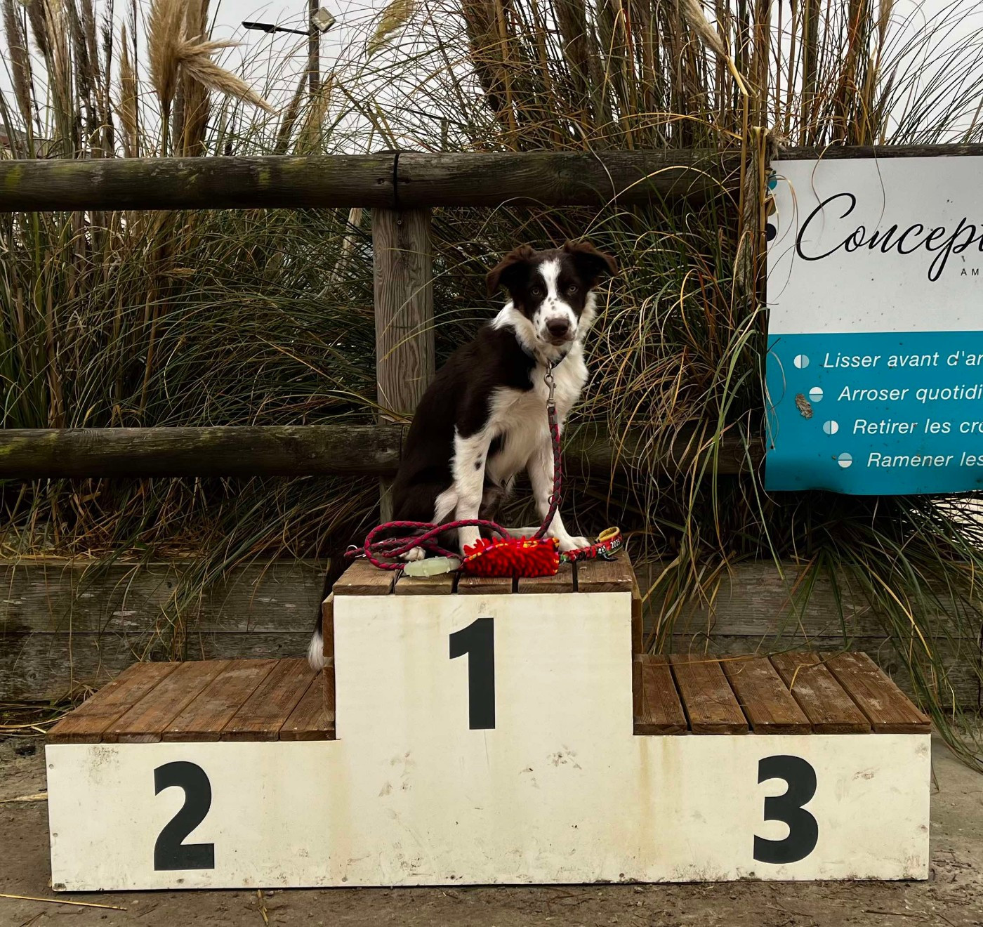 Asko des Crocs de Provence