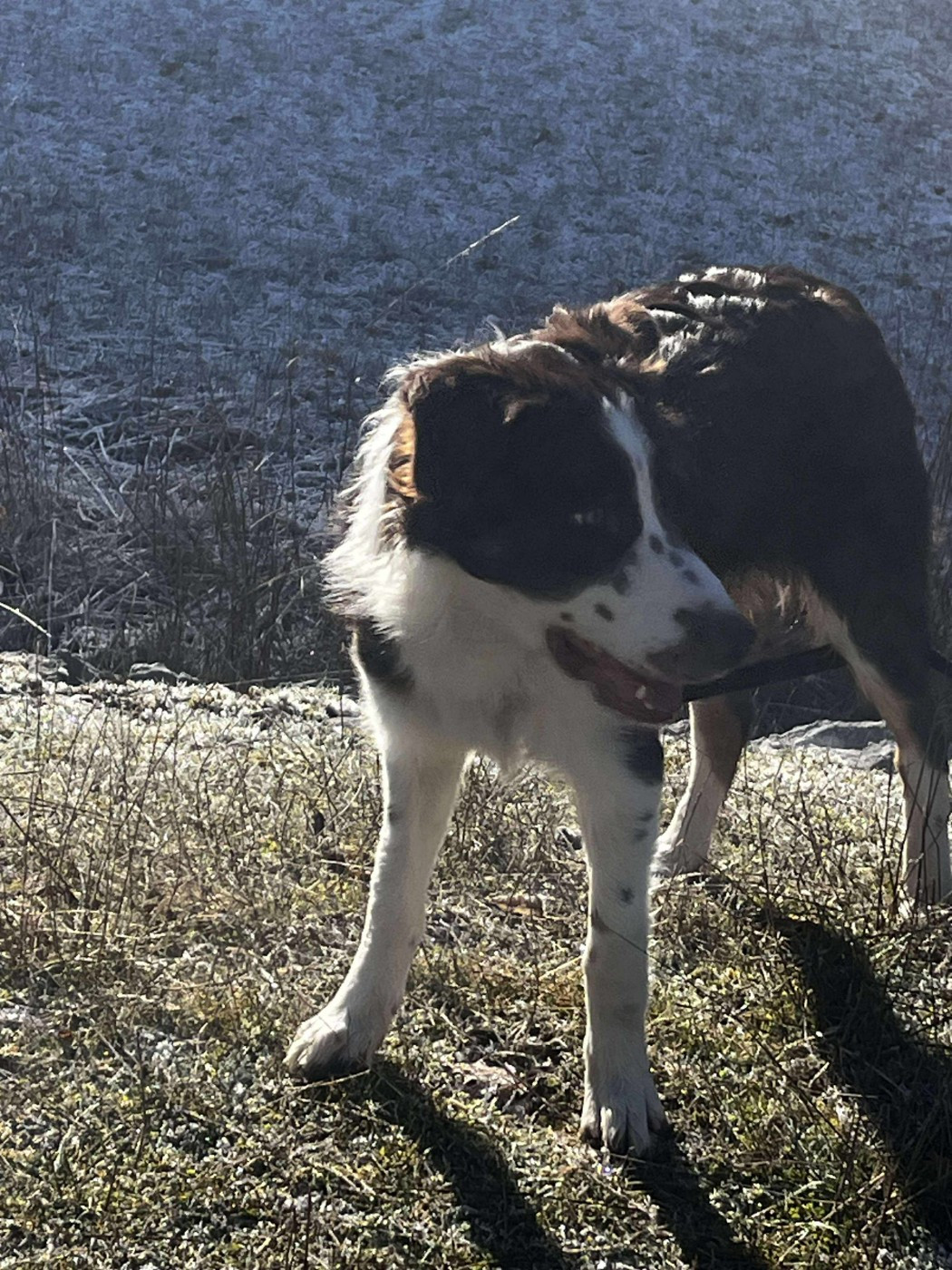 Asko des Crocs de Provence