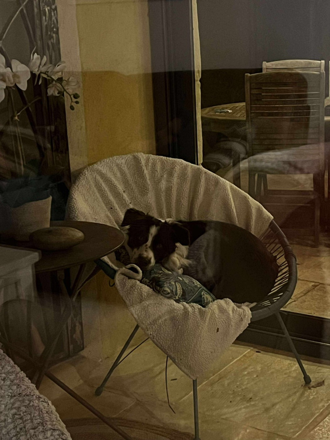 Asko des Crocs de Provence