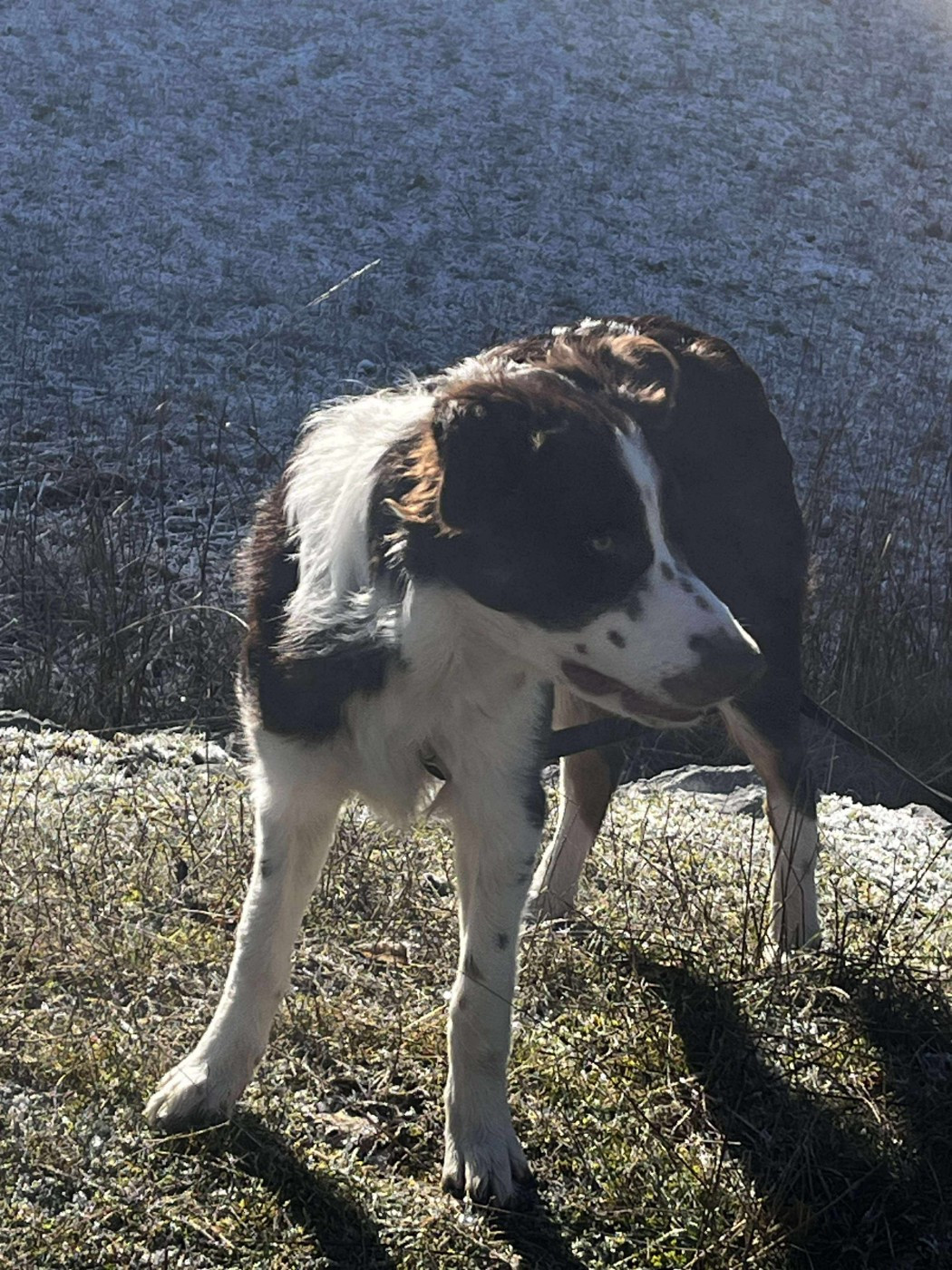 Asko des Crocs de Provence
