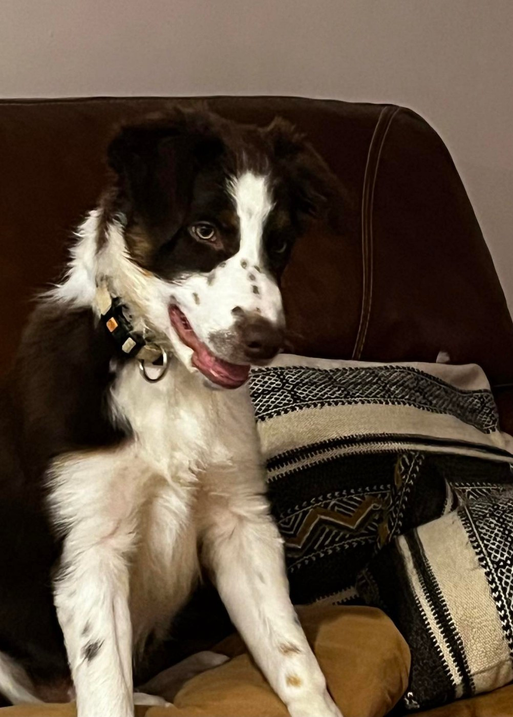 Asko des Crocs de Provence