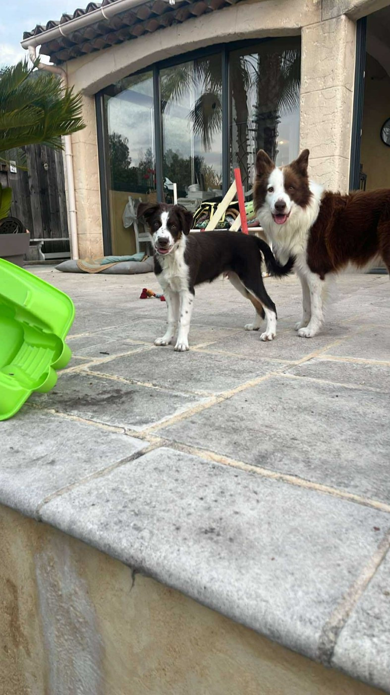 Asko des Crocs de Provence